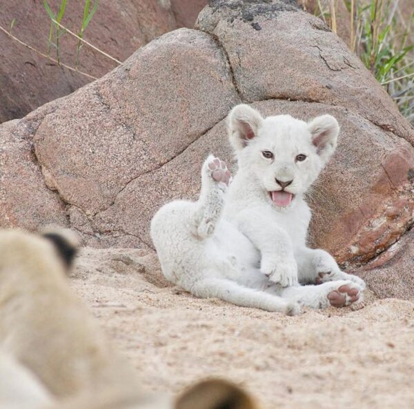 white tiger cub