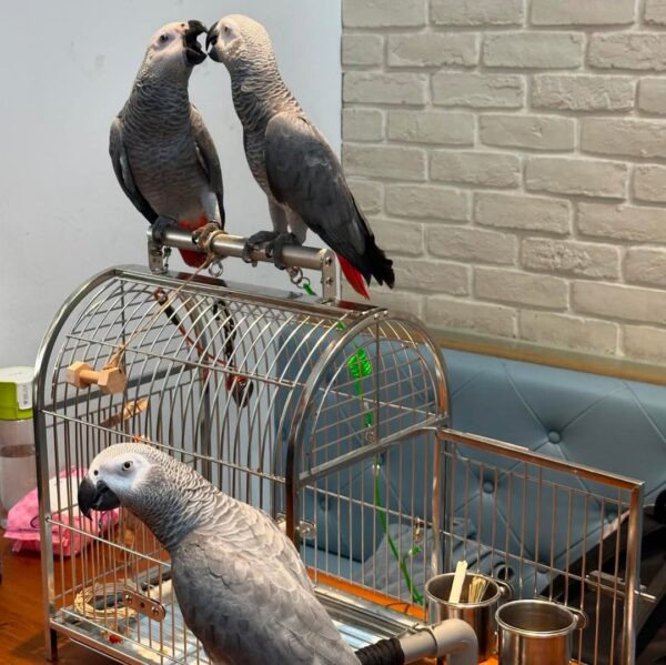 African Grey Parrot