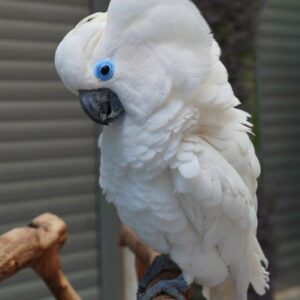 Blue Eye Cockatoo