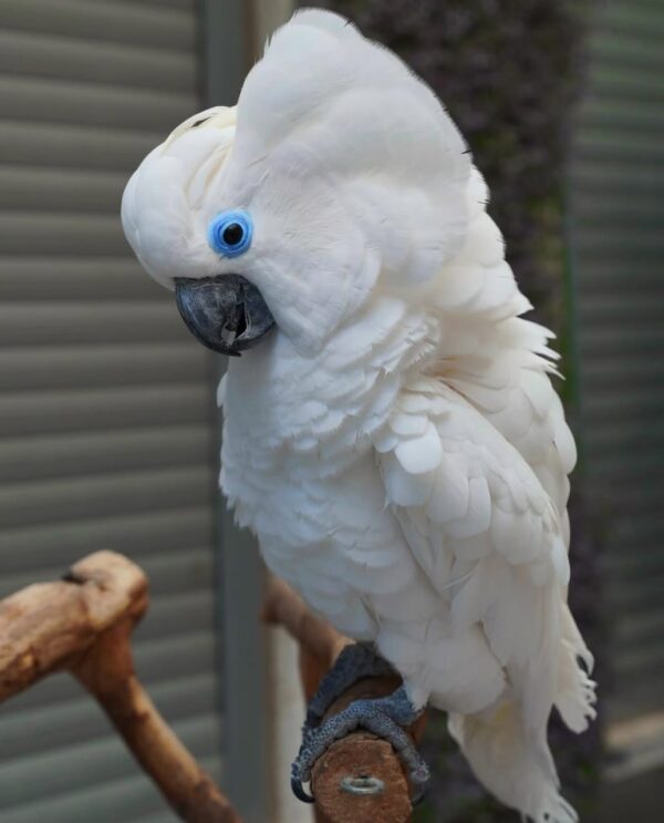 Blue Eye Cockatoo