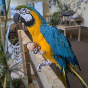 Blue and Gold Macaw