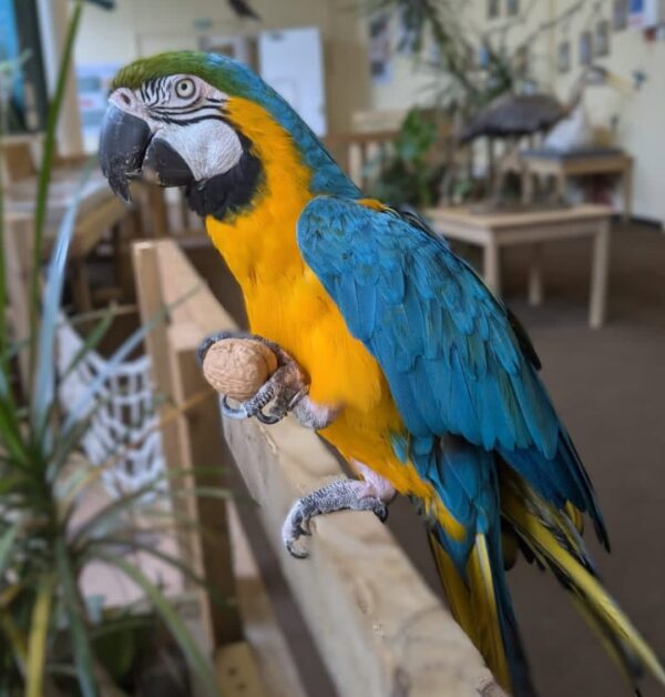 Blue and Gold Macaw