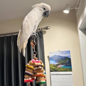 Cockatoo