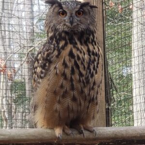 Eurasian Eagle Owl