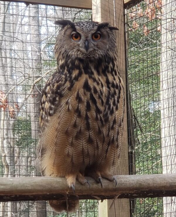 Eurasian Eagle Owl