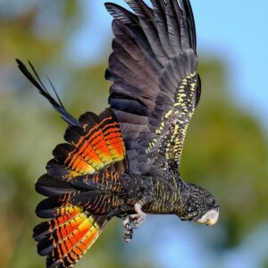 Forest Red Tail Black Cockatoo