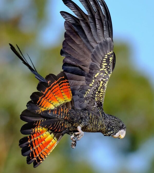 Forest Red Tail Black Cockatoo