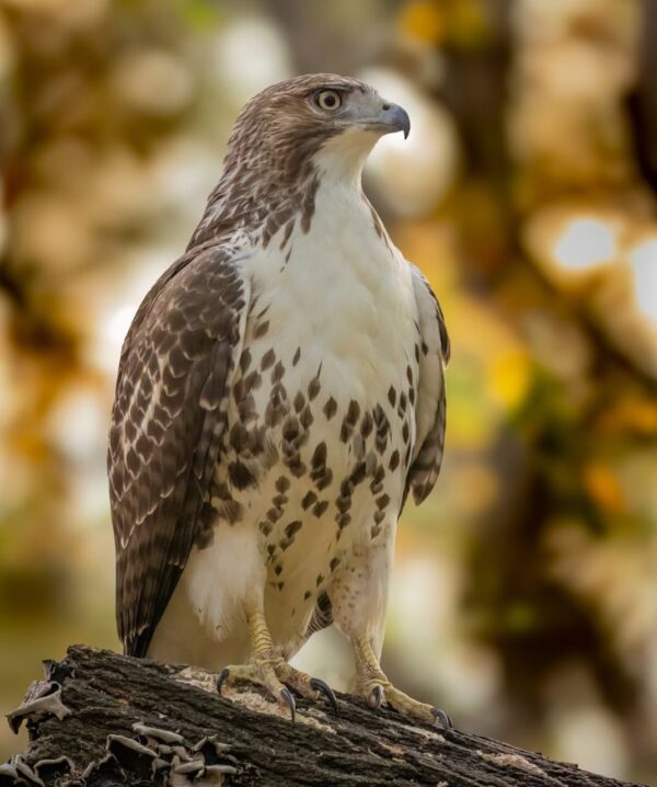 Hawk