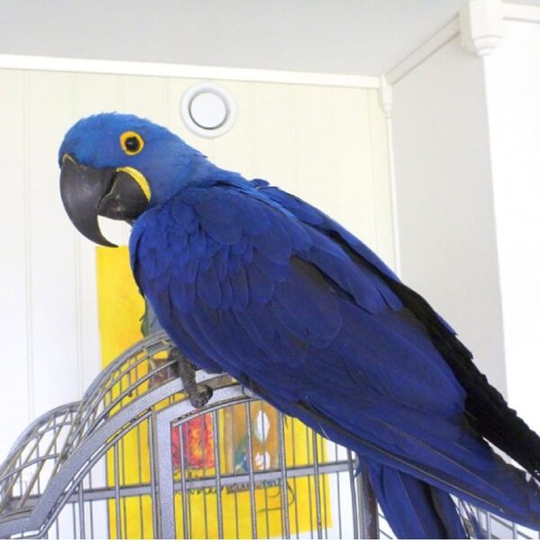 Hyacinth Macaw