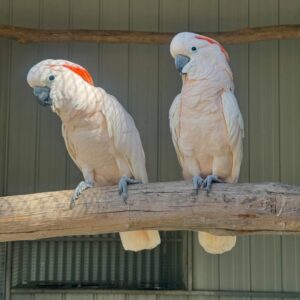 Moluccan Cockatoo