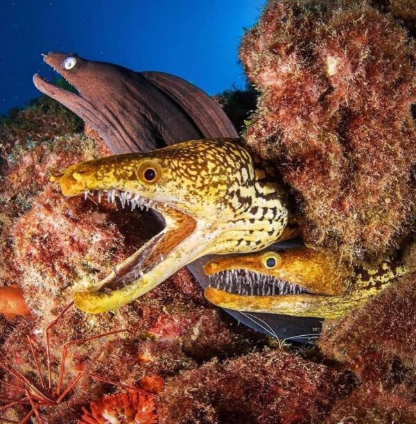 Moray Eel