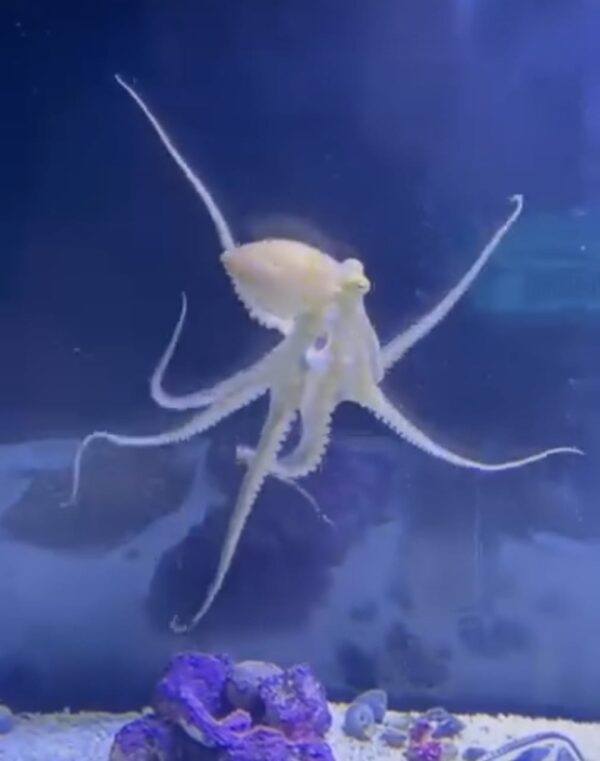 octopus for sale