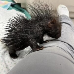 Porcupine