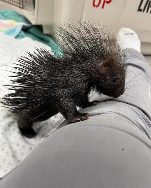 Porcupine
