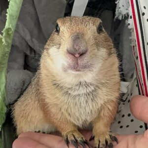 Prairie Dogs