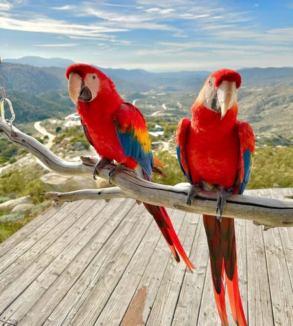 Scarlet Macaw