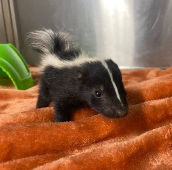 Skunk