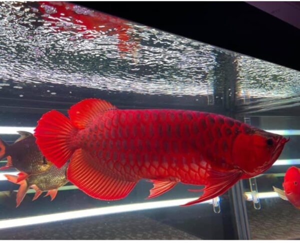 Super Red Asian Arowana