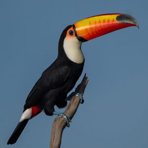 Toucan