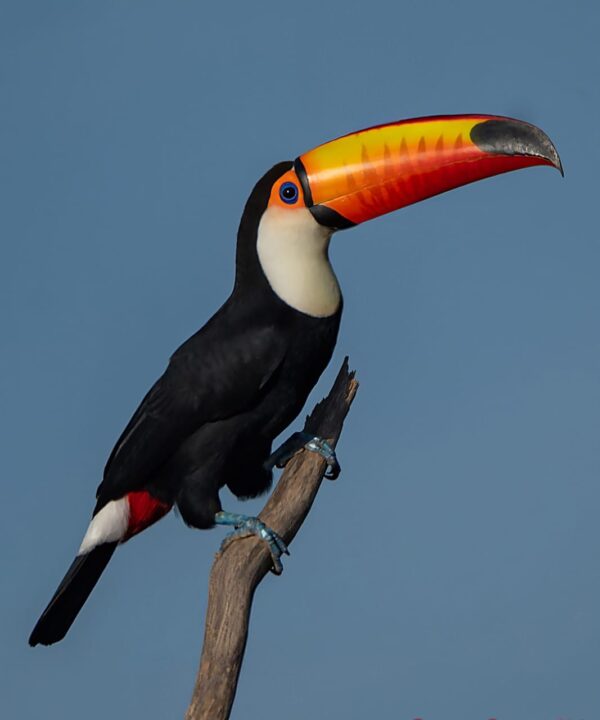 Toucan